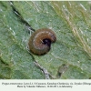 pyrgus armoricanus larva1b